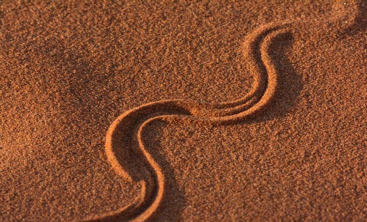 退化掉“脚”的蛇，却是进化界的“大赢家”，学者：蛇祖先真有脚