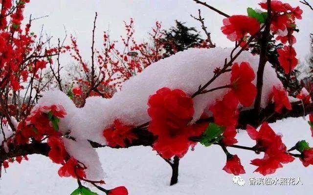 【我的随笔——冬至福至】阎烁宁《听，雪落下的声音 》（5）