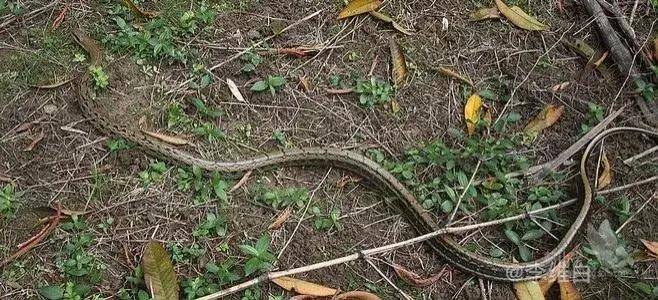 农村的菜花蛇有哪些你知道吗？它是“捕鼠大王”，也是保护动物