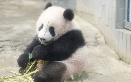 大熊猫“香香”回家路：大量竹子、饭团，还有饲养员贴身安抚！