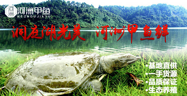 如何选购甲鱼，长沙附近商家直销【全网更新】