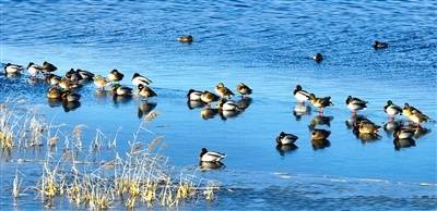 长治：湿地冬日色彩美丽候鸟快乐忘却归来