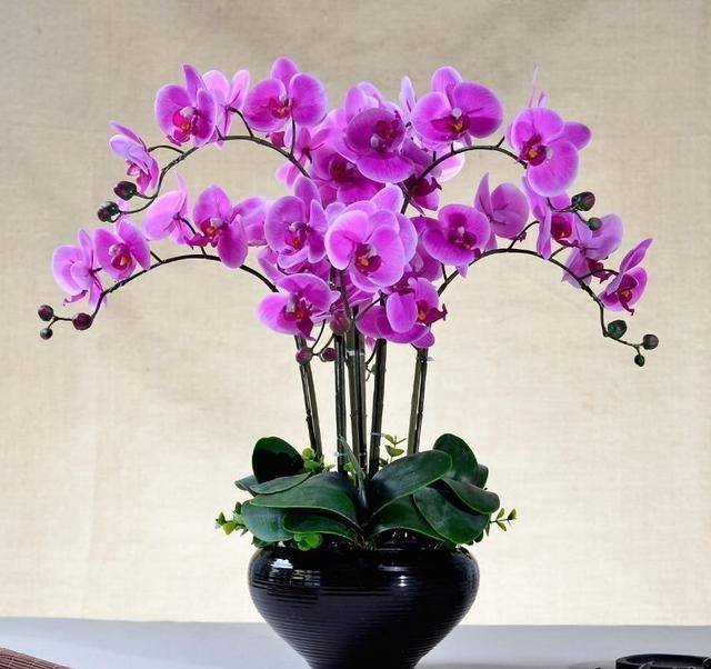 蝴蝶兰“爱落花”？做好3养1管，延长花期好多天