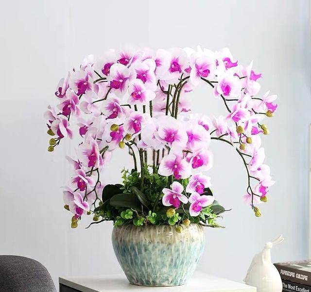 蝴蝶兰“爱落花”？做好3养1管，延长花期好多天