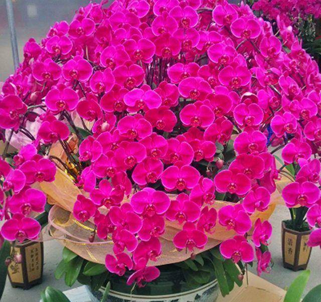 蝴蝶兰“爱落花”？做好3养1管，延长花期好多天