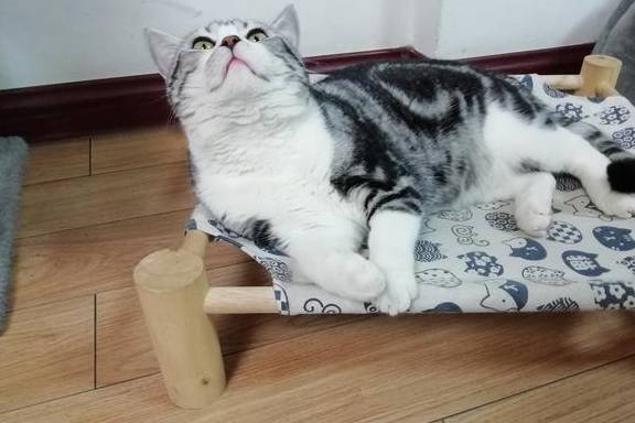 调皮捣蛋的小猫