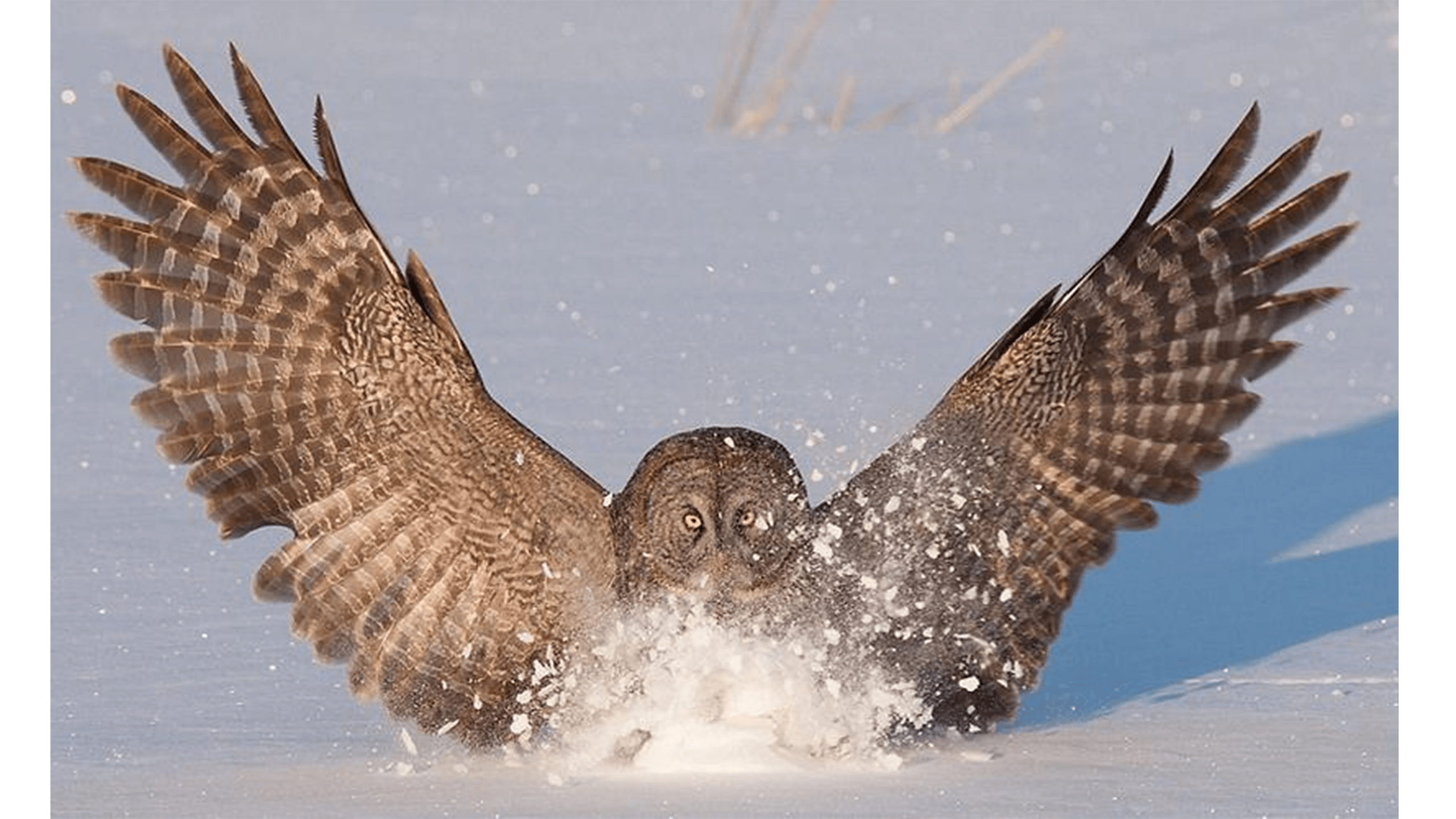 乌林鸮，这些内蒙古、东北的鸟怎么进化成猛禽“第一大圆脸”的？