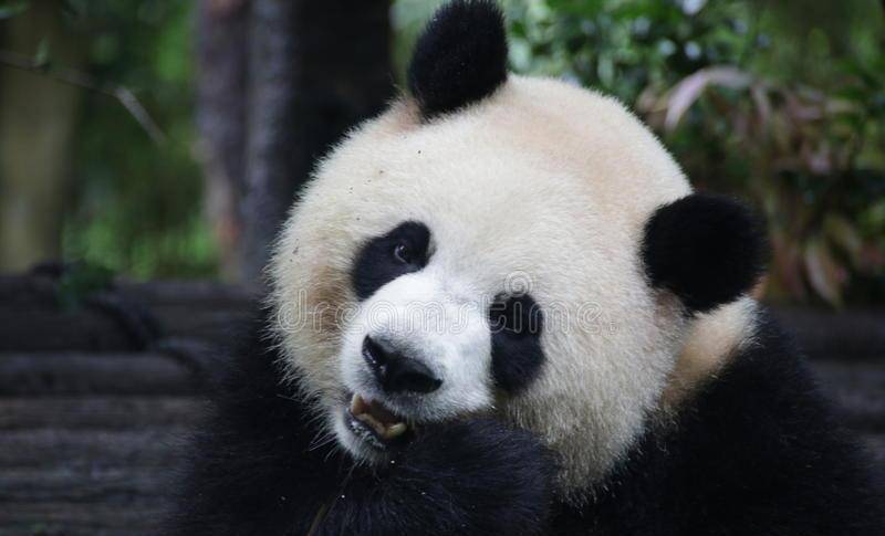 吉林出没黑熊，还会开瓶盖！熊的天敌竟是东北虎？