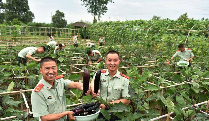 一级军士长是什么级别？容易获得吗？这是名副其实的兵王！