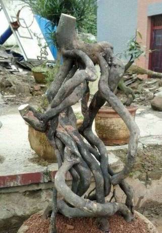 金弹子十一月开花正不正常？怎么办？