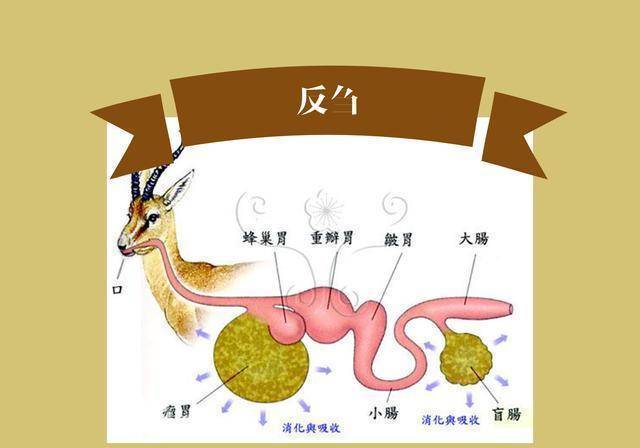 羊肉怎么炖好吃又烂没腥味？