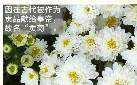 地方特色《安徽黄山特产 . 白贡菊》篇