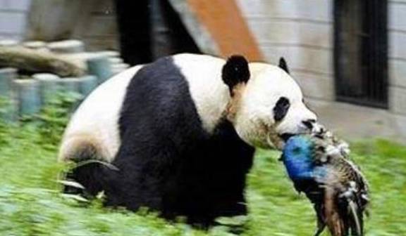 孔雀在大熊猫面前炫耀，惹怒国宝：管你是几级保护动物！