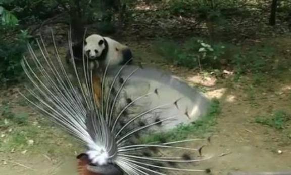 孔雀在大熊猫面前炫耀，惹怒国宝：管你是几级保护动物！