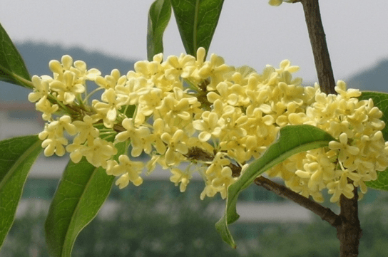 蓝妖：盆栽桂花怎么养才能长得好且旺盛？做好8条措施，效果显著