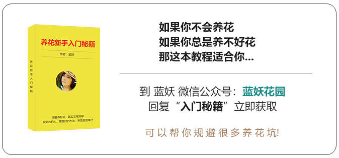 蓝妖：盆栽桂花怎么养才能长得好且旺盛？做好8条措施，效果显著