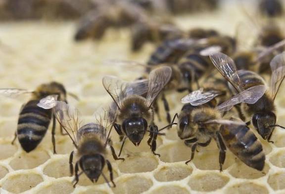 蜜蜂分蜂，千千万万的蜜蜂来回飞行，为什么不会发生碰撞？