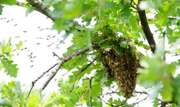 蜜蜂分蜂，千千万万的蜜蜂来回飞行，为什么不会发生碰撞？