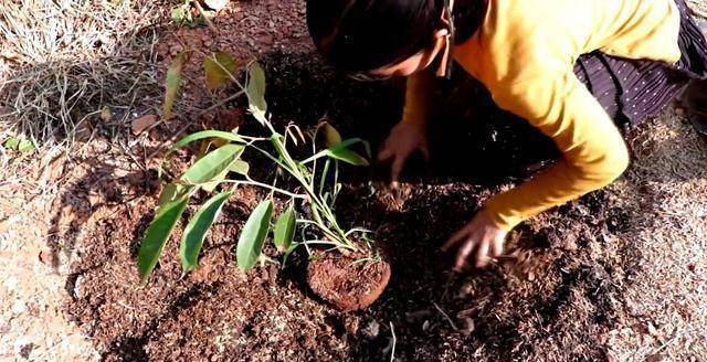 榴莲产地的居民，手把手教你种植榴莲树，方法简单易懂