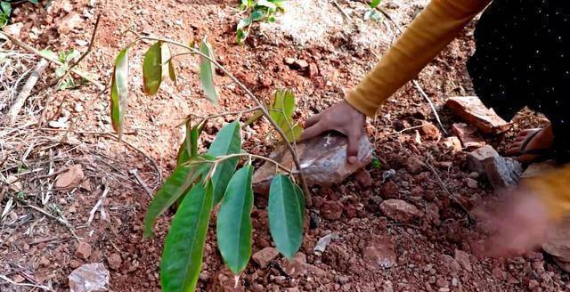榴莲产地的居民，手把手教你种植榴莲树，方法简单易懂