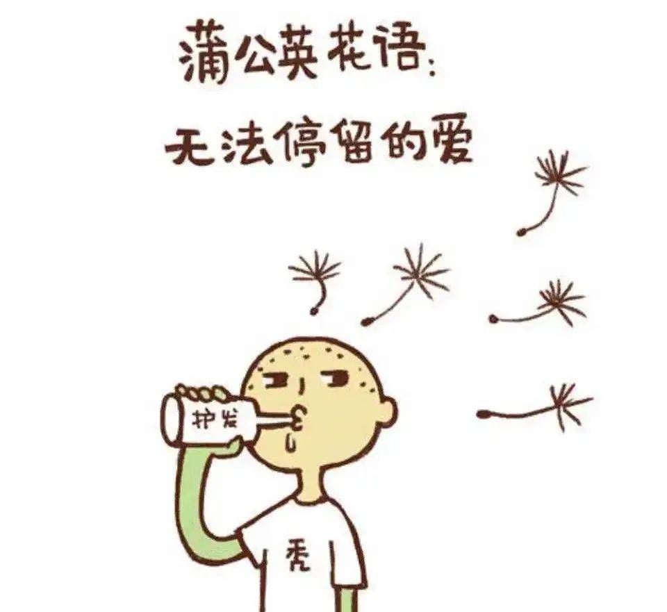 幽默笑话：蒲公英的花语和头发不得不说的故事