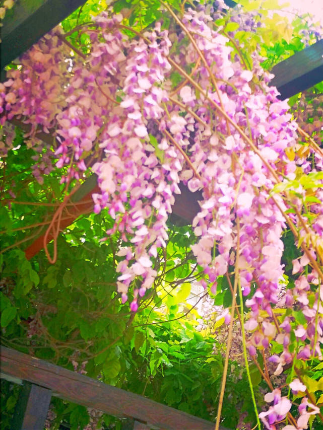 十大凄美之花的花语，月下美人排榜首，第二寓意末路之美
