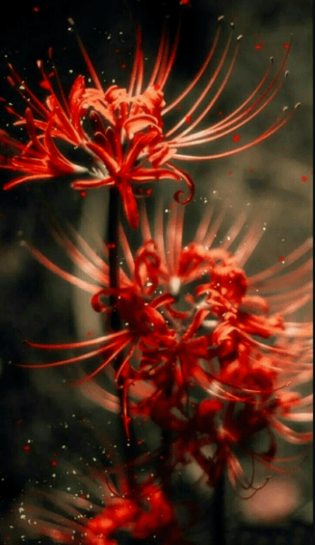 十大凄美之花的花语，月下美人排榜首，第二寓意末路之美