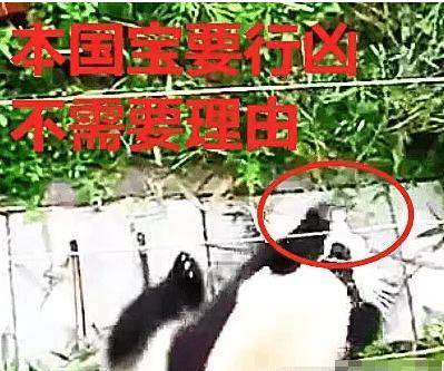 大熊猫发现一只小白鸟，冲过就是一巴掌拍倒：管你几级保护动物