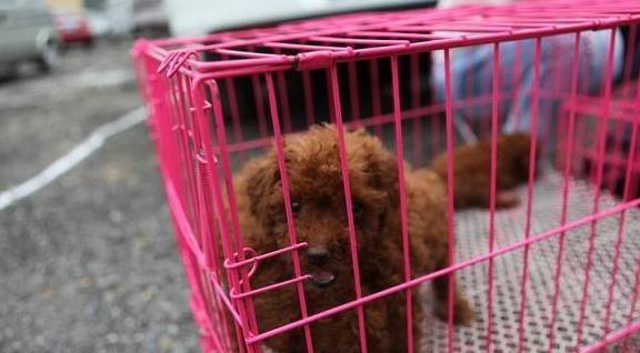 泰迪犬价格多少钱一只？一般幼犬多少钱？