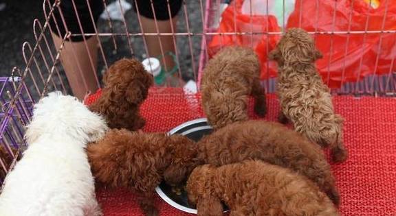 泰迪犬价格多少钱一只？一般幼犬多少钱？