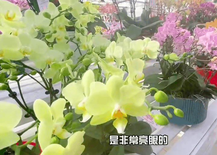 九年才开一朵花！年宵花顶流销量暴涨：美到没朋友