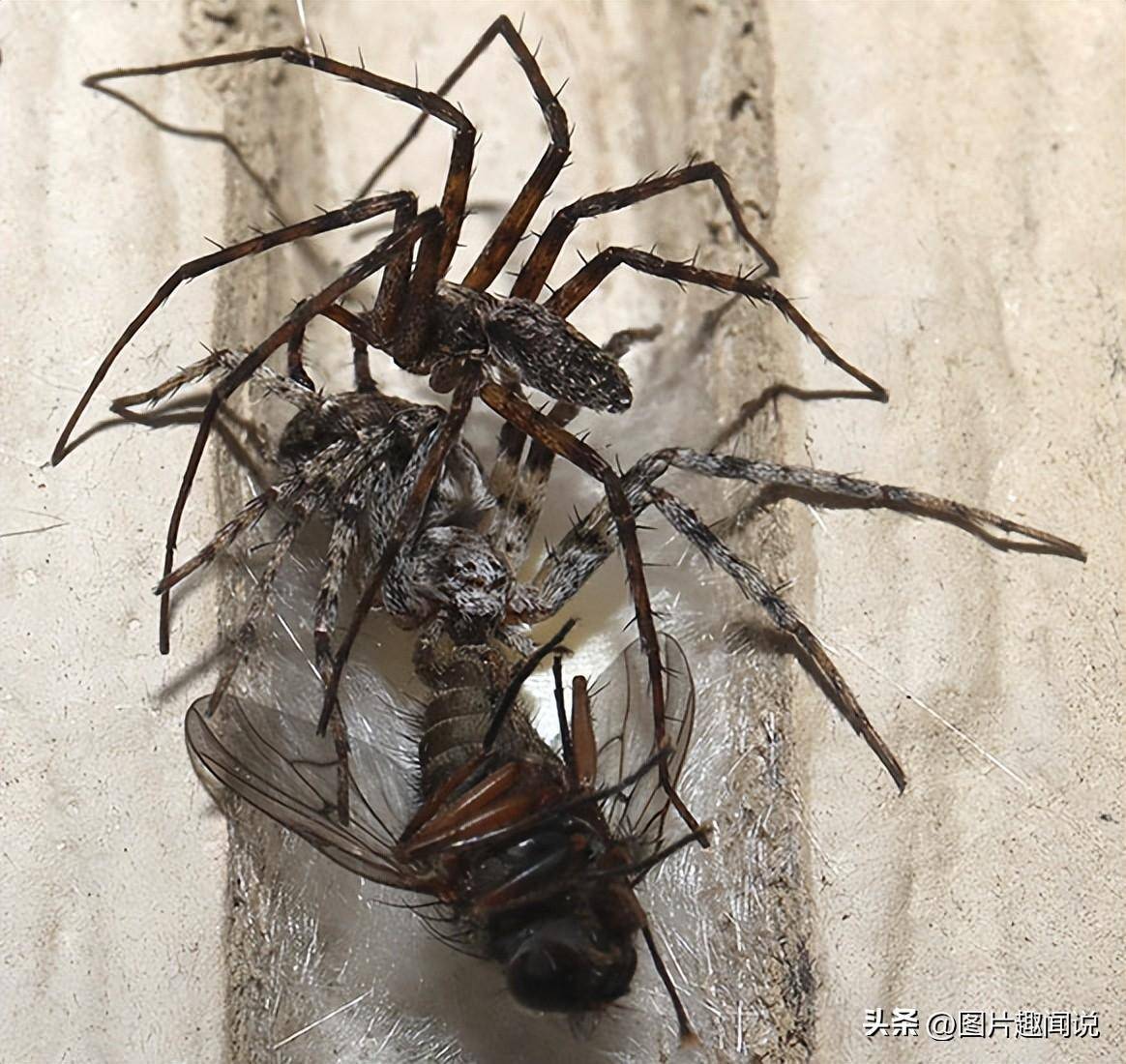 罕见照片展现大自然的残酷：交配中的蜘蛛不忘猎食，偷袭鸽子的豺