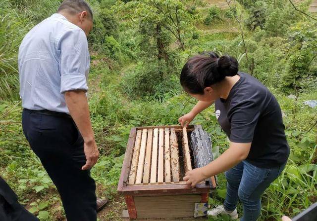 养蜂人给蜜蜂喂白糖，蜜蜂知道吗？看蜜蜂对待白糖的方式就知道