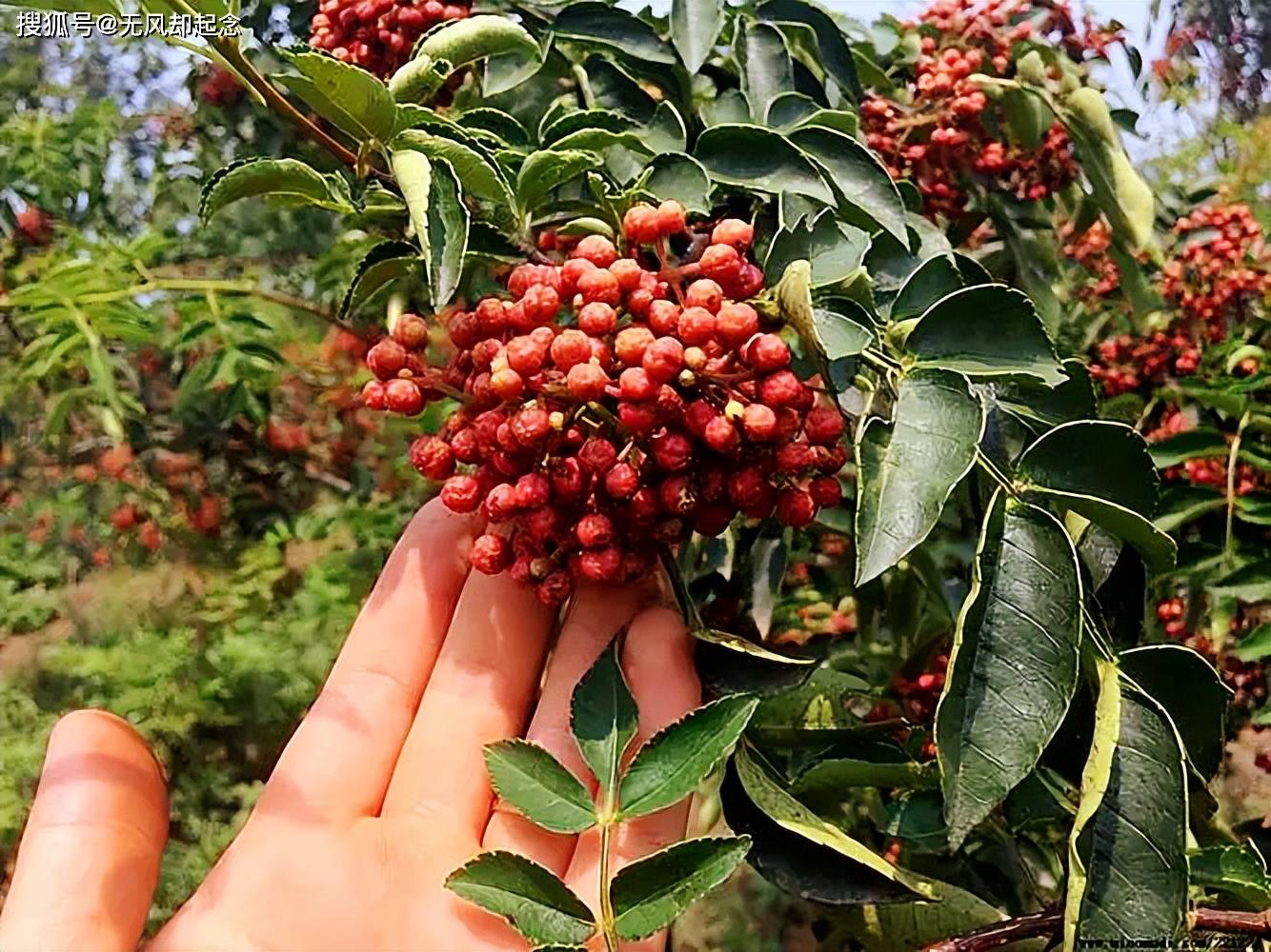 辣椒明朝末年才传入我国，在那之前川菜是什么味道？