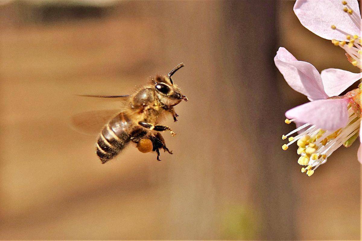 诗歌蜜蜂的世界令人神往