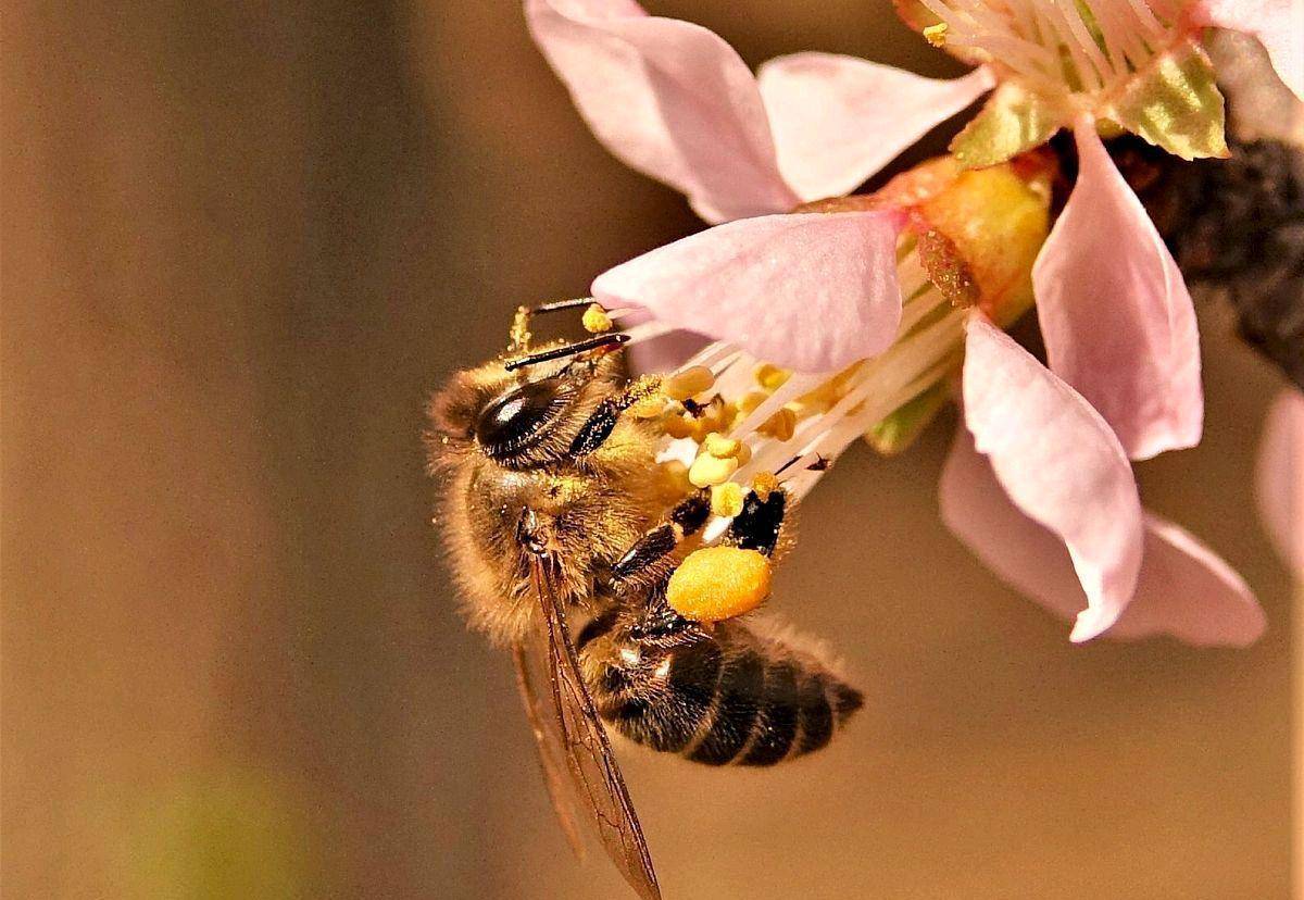 诗歌蜜蜂的世界令人神往