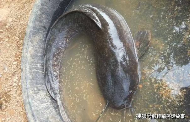 我国公认“最脏”的4种鱼肉，含有大量寄生虫，你家吃过哪几种？