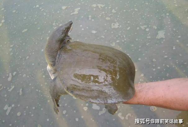 我国公认“最脏”的4种鱼肉，含有大量寄生虫，你家吃过哪几种？