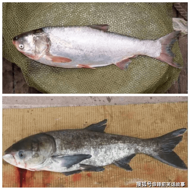 我国公认“最脏”的4种鱼肉，含有大量寄生虫，你家吃过哪几种？