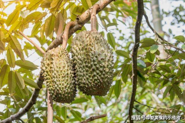 买榴莲，选“猫山王”还是“金枕头”？口感差别大，学会别挑错了