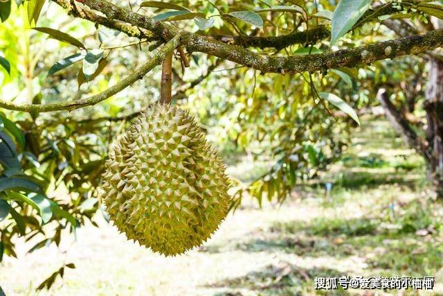 买榴莲，选“猫山王”还是“金枕头”？口感差别大，学会别挑错了