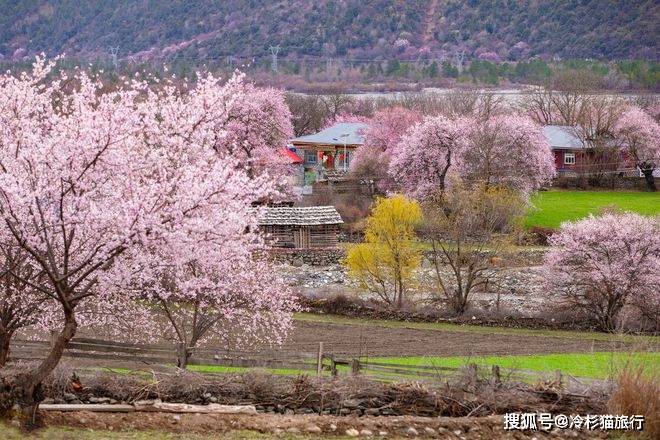 中国春天适合自驾的6条线路，3月沿途美成天堂，看到第一条就想出发