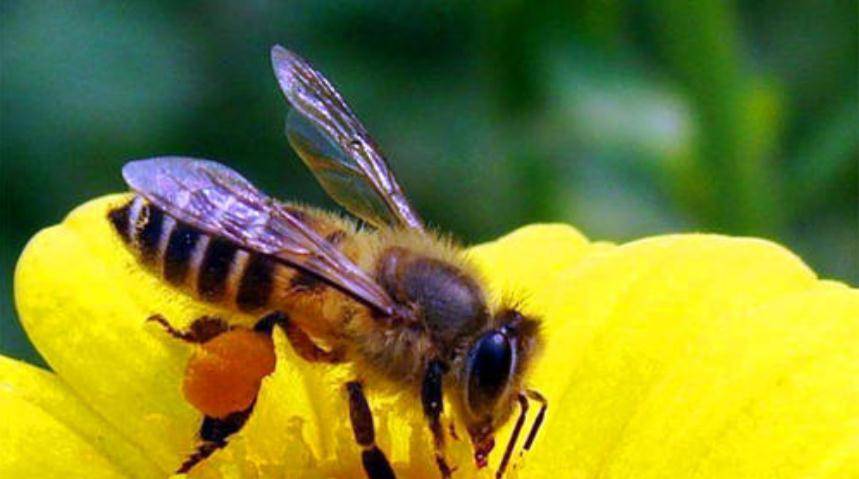 蜂蜜不是蜜蜂的“粑粑”，那么蜂群中有“厕所”吗？佩服蜜蜂智慧