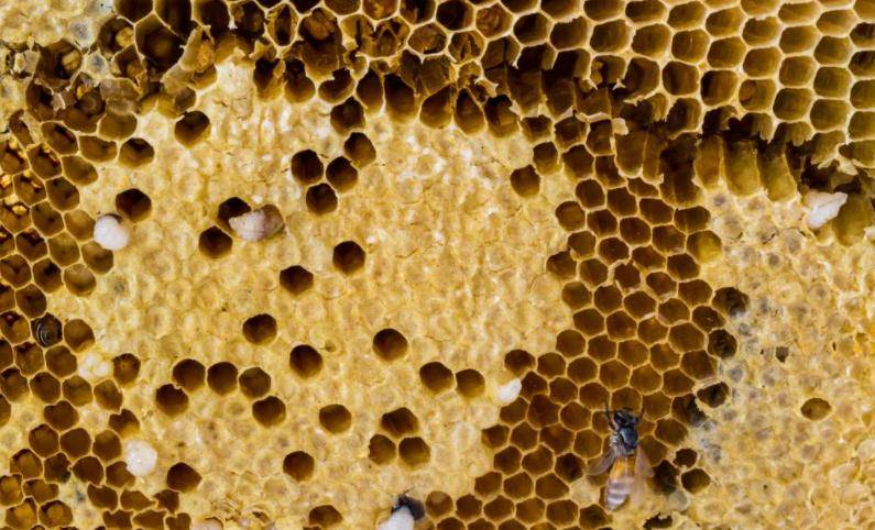 蜂蜜不是蜜蜂的“粑粑”，那么蜂群中有“厕所”吗？佩服蜜蜂智慧