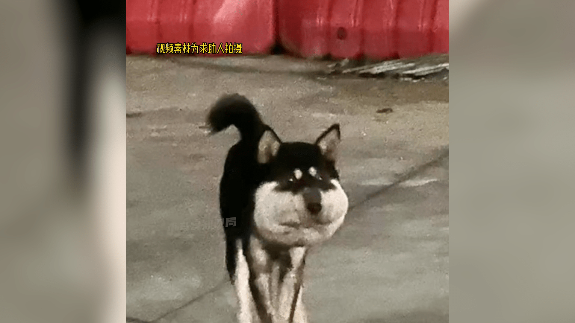 蜜蜂小狗那么可怜，为什么认为是蜜蜂叮的，却没想到是绳子勒的？