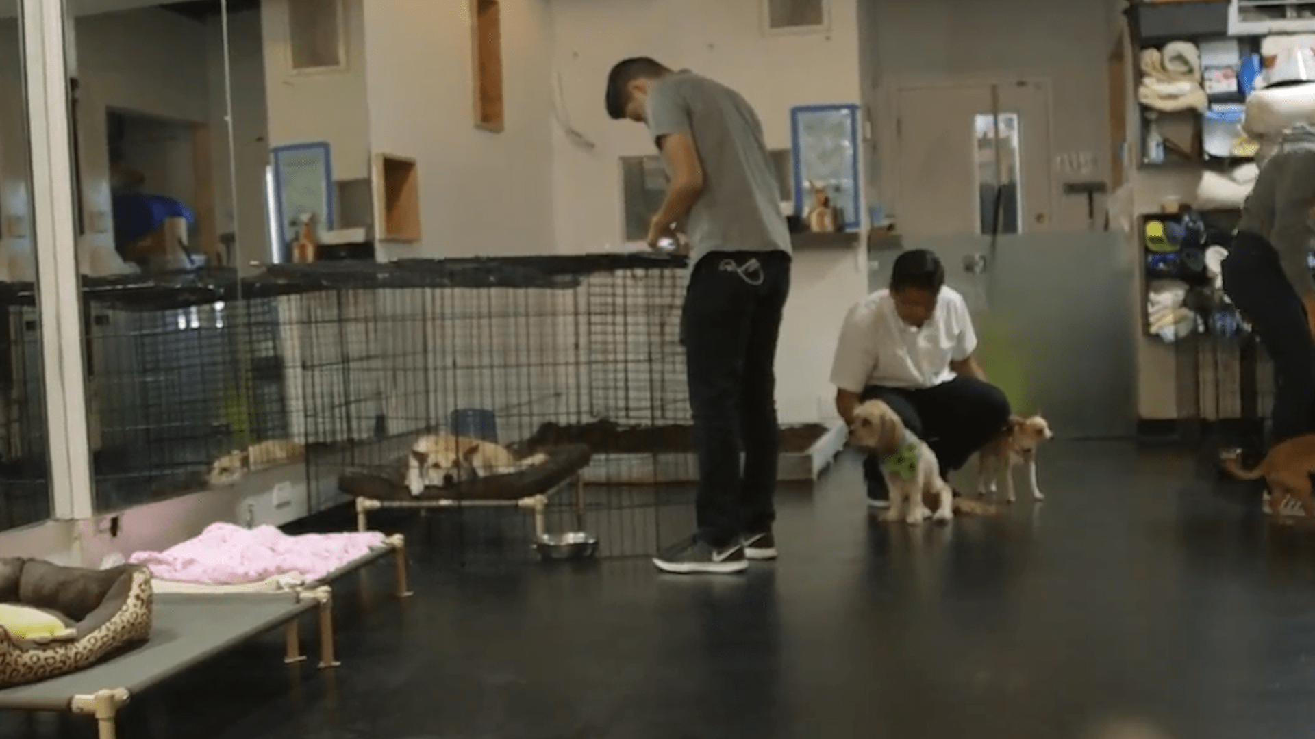 蜜蜂小狗那么可怜，为什么认为是蜜蜂叮的，却没想到是绳子勒的？