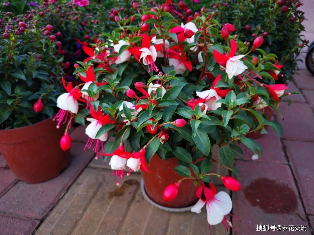 3种春节不可缺的盆栽观赏植物，在家里就可以养好