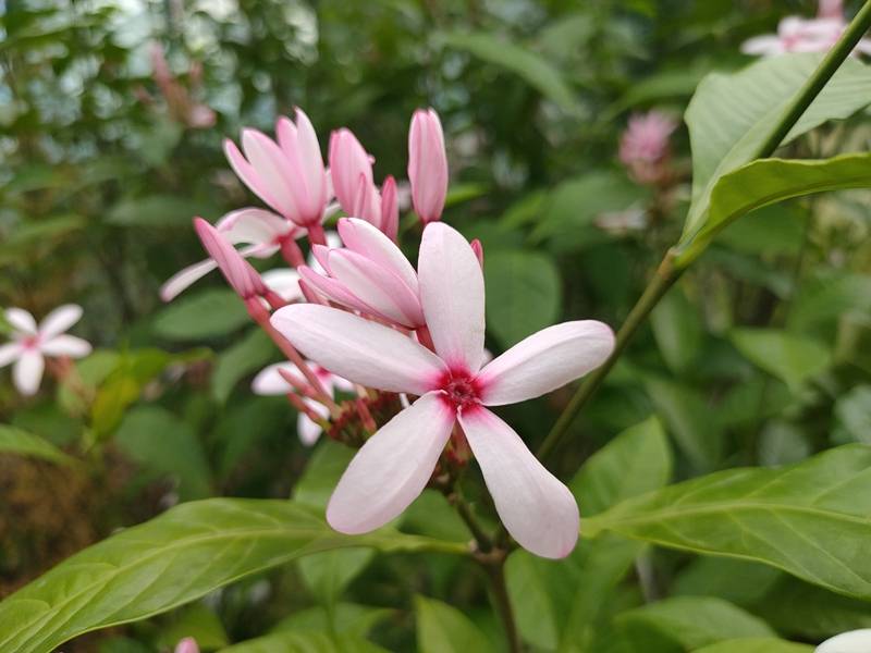 赏花游持续升温 “淡季”旅游市场成复苏“新起点”