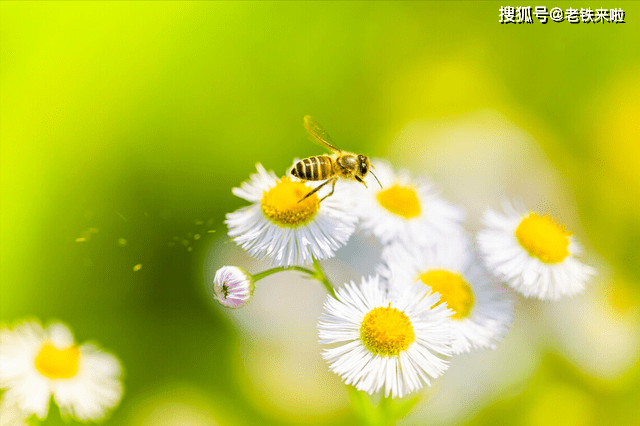 蜜蜂热情“埋葬”死去同伴：勤劳的小蜜蜂，如何做出搬尸行为