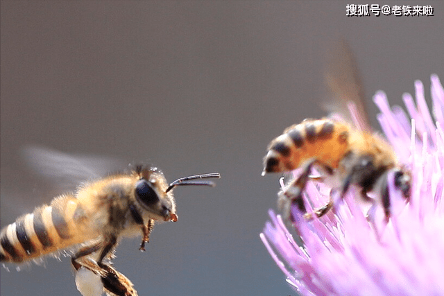 蜜蜂热情“埋葬”死去同伴：勤劳的小蜜蜂，如何做出搬尸行为